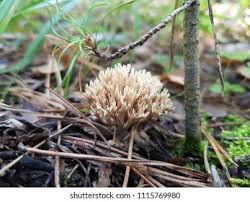 Attēlu rezultāti vaicājumam “Tremellodendropsis tuberosa”