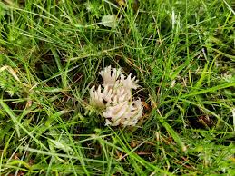 Attēlu rezultāti vaicājumam “Ramariopsis kunzei”