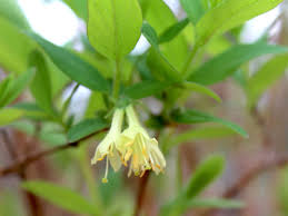 Attēlu rezultāti vaicājumam “Lonicera caerulea var. pallasii flower”
