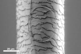 Image result for human hair microscope image