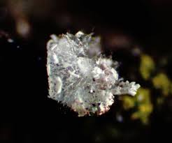 Attēlu rezultāti vaicājumam “Physarum bryocorticola macro”