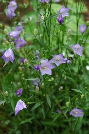 Attēlu rezultāti vaicājumam “Campanula rotundifolia”