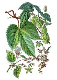 Attēlu rezultāti vaicājumam “Humulus lupulus”