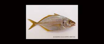 Image result for Pseudocaranx dentex