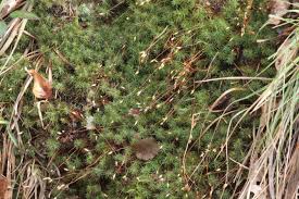 Attēlu rezultāti vaicājumam “Pogonatum urnigerum”