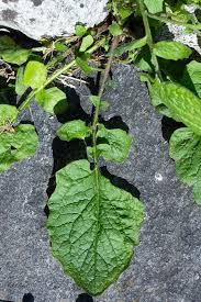 Attēlu rezultāti vaicājumam “Lapsana communis”