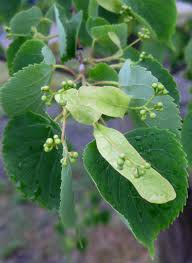 Attēlu rezultāti vaicājumam “Tilia cordata”