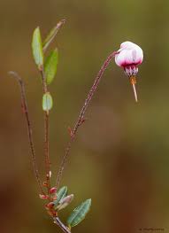 Attēlu rezultāti vaicājumam “Oxycoccus flower”