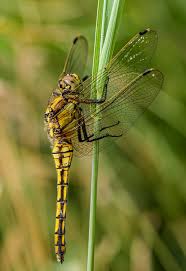 Attēlu rezultāti vaicājumam “Orthetrum cancellatum”