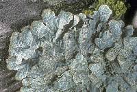 Attēlu rezultāti vaicājumam “Parmelia sulcata”