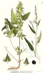 Attēlu rezultāti vaicājumam “Atriplex patula fruit”