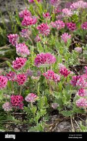 Image result for Anthyllis vulneraria rubra