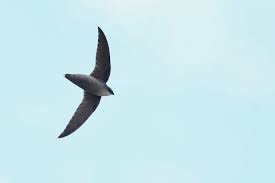 Image result for Chaetura pelagica