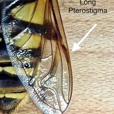 Attēlu rezultāti vaicājumam “Helophilus sp.”