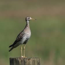 Image result for Bartramia longicauda