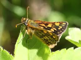 Attēlu rezultāti vaicājumam “Carterocephalus silvicolus male”