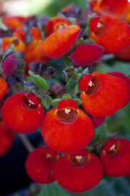 Image result for Calceolaria integrifolia