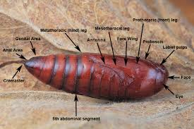 Attēlu rezultāti vaicājumam “pupa”