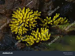 Attēlu rezultāti vaicājumam “Ceratiomyxa fruticulosa plasmodium”