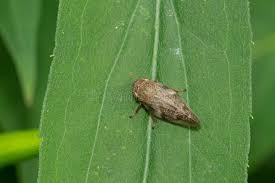 Attēlu rezultāti vaicājumam “Aphrophora alni nymph”