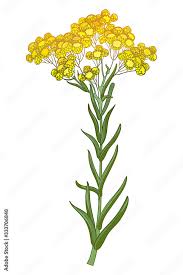 Attēlu rezultāti vaicājumam “Helichrysum arenarium leaf”