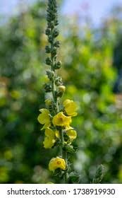 Attēlu rezultāti vaicājumam “Verbascum densiflorum bud”
