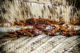 Image result for bed bugs