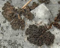 Attēlu rezultāti vaicājumam “Collema”