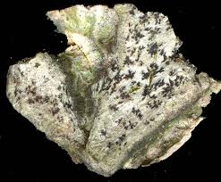 Attēlu rezultāti vaicājumam “Arthonia spadicea”