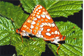 Attēlu rezultāti vaicājumam “Euphydrias aurinia”