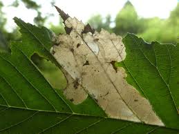 Attēlu rezultāti vaicājumam “Licea pusilla”