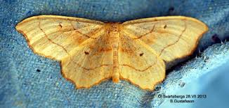 Attēlu rezultāti vaicājumam “Idaea emarginata”