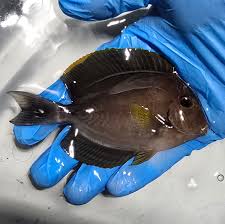 Image result for Acanthurus xanthopterus