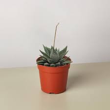 Image result for Haworthia
