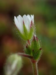 Attēlu rezultāti vaicājumam “Cerastium semidecandrum bud”