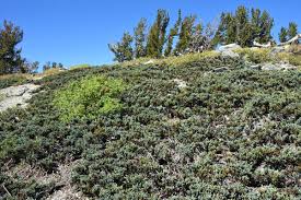 Attēlu rezultāti vaicājumam “Juniperus communis”