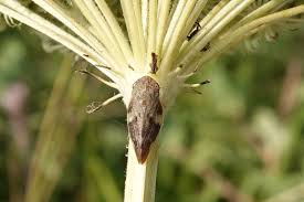 Attēlu rezultāti vaicājumam “Aphrophora alni imago”