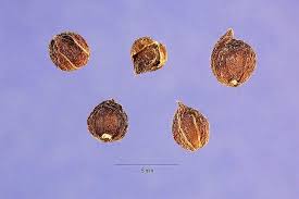 Attēlu rezultāti vaicājumam “Lilium lancifolium bud”