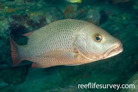 Image result for Lutjanus novemfasciatus