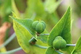 Attēlu rezultāti vaicājumam “Euphorbia cyparissias fruit”