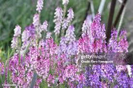 Attēlu rezultāti vaicājumam “Vicia cracca flower”