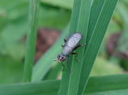 Attēlu rezultāti vaicājumam “Coremacera marginata”