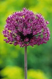 Attēlu rezultāti vaicājumam “Allium holandicum”