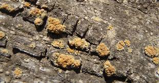 Attēlu rezultāti vaicājumam “Xanthoria polycarpa”