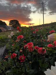 Image result for Glenfarg-Arngask Bowling Club