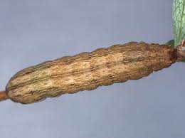 Attēlu rezultāti vaicājumam “Diarsia florida”