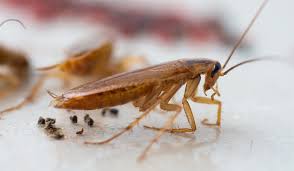 Image result for insect poop