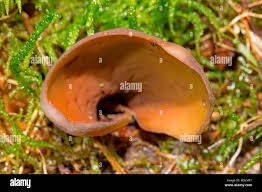 Attēlu rezultāti vaicājumam “Otidea bufonia”