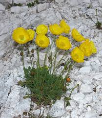 Image result for Alpenmohn