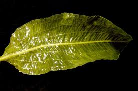 Attēlu rezultāti vaicājumam “Potamogeton lucens leaf”